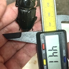 能勢YGオオクワガタ、ペア『❸』値下げ相談可の画像