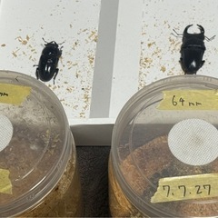 能勢YGオオクワガタ、ペア『❹』値下げ相談可の画像