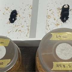 能勢YGオオクワガタ、ペア『❺』値下げ相談可の画像