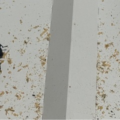 能勢YGオオクワガタ、ペア『❺』値下げ相談可の画像