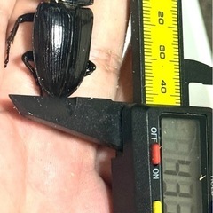 能勢YGオオクワガタ、ペア『❻』値下げ相談可の画像
