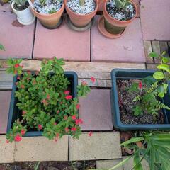 ハナキリン１鉢の画像