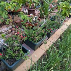 ハナキリン１鉢の画像