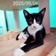 猫エイズ、猫白血病ウイルスともに陰性確認済、予防接種打っていただきました　タキシード　オスの画像