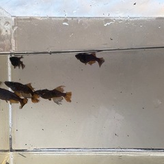 メダカ販売の画像