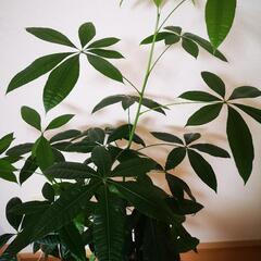 パキラ【150cm〜165cm】観葉植物の画像