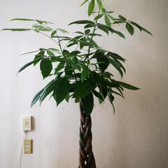パキラ【150cm〜165cm】観葉植物の画像