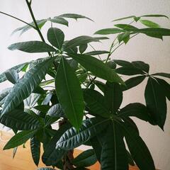 パキラ【150cm〜165cm】観葉植物の画像