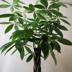 パキラ【150cm〜165cm】観葉植物の画像