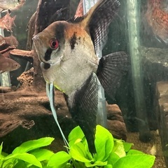 熱帯魚エンゼル。の画像
