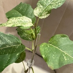 写真9/7　フィカス　アスペラパーセリー　観葉植物の画像