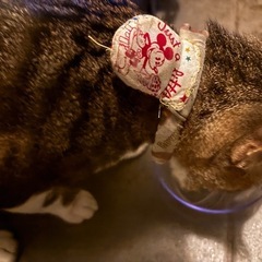 城山団地　迷い猫