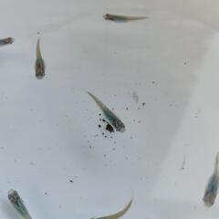 深海メダカ　10匹　1000円の画像