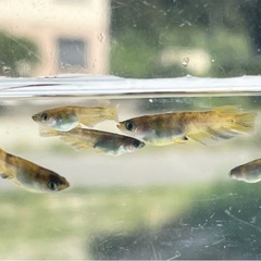 金閣･稚魚〜メダカ めだかの画像
