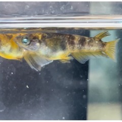 金閣･稚魚〜メダカ めだかの画像