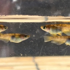 金閣･稚魚〜メダカ めだかの画像