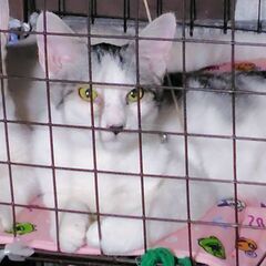 ほわほわの毛のさわり心地が良いサバシロちゃんです