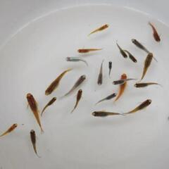 【まさやん様】ミックスメダカ　幼魚〜若魚　20匹の画像