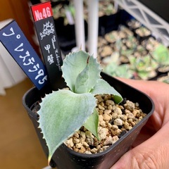 ⭐️🆕掲載⭐️アガベ【甲蟹】小株🍀カキコの画像