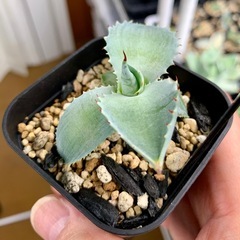 ⭐️🆕掲載⭐️アガベ【甲蟹】小株🍀カキコの画像