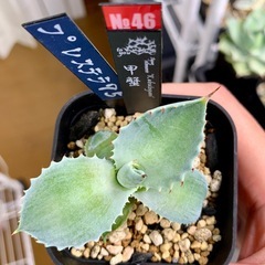 ⭐️🆕掲載⭐️アガベ【甲蟹】小株🍀カキコの画像
