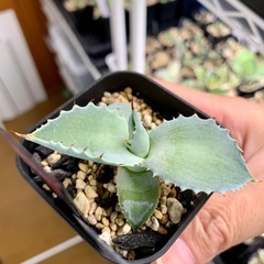 ⭐️🆕掲載⭐️アガベ【甲蟹】小株🍀カキコの画像