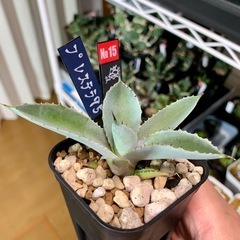 #️⃣15　アガベ【八荒雷神】小株🍀直子株　短葉展開中の画像