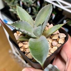 #️⃣15　アガベ【八荒雷神】小株🍀直子株　短葉展開中の画像