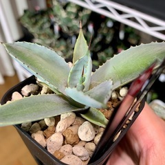 #️⃣15　アガベ【八荒雷神】小株🍀直子株　短葉展開中の画像