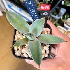 #️⃣15　アガベ【八荒雷神】小株🍀直子株　短葉展開中の画像