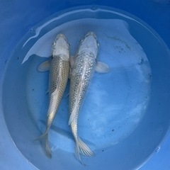 魚3匹セットの画像