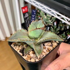 🟣写真更新🟣アガベ【ブラックダイヤモンド】 小株🍀一部レンズ焼けありの画像