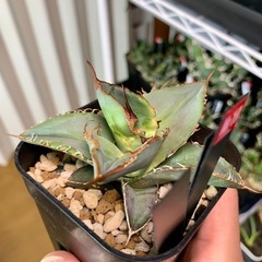 🟣写真更新🟣アガベ【ブラックダイヤモンド】 小株🍀一部レンズ焼けありの画像