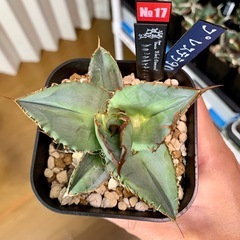 🟣写真更新🟣アガベ【ブラックダイヤモンド】 小株🍀一部レンズ焼けありの画像