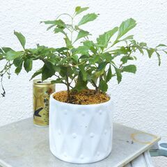 花レンギョウの画像