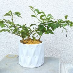 花レンギョウの画像