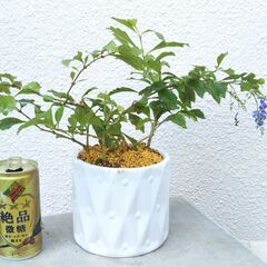 花レンギョウの画像