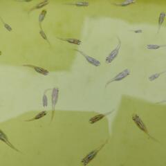 夜桜ゴールド　メダカ　稚魚　20匹の画像