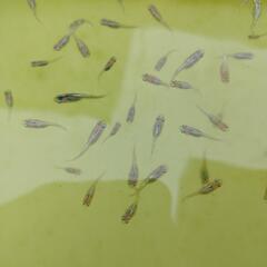 夜桜ゴールド　メダカ　稚魚　20匹の画像
