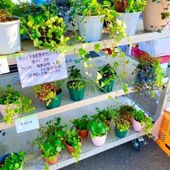 水草サンタによる湿生・水生植物、水草チャリティー販売のお知らせ✨