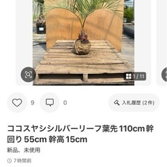 ココスヤシ　抜き苗　引き取り限定　福岡県 🌴ココスヤシ専門販売店🌴 DRYGARDEN Nicoです✨ ⁡ 先日入荷した