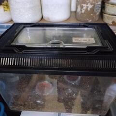  ※お話中※ カブトムシ １１匹 の画像