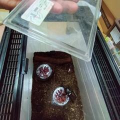  ※お話中※ カブトムシ １１匹 の画像