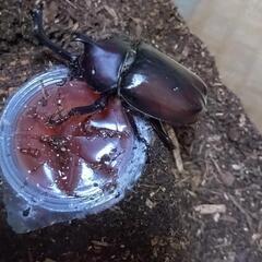  ※お話中※ カブトムシ １１匹 の画像