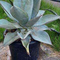 アガベ　ユッカ　植物　観葉植物の画像