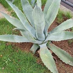 アガベ　ユッカ　植物　観葉植物の画像