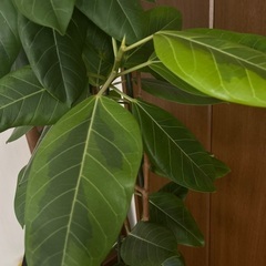 2m超え　フィカス,アルテシーマ　ゴムの木　巨大　インパクト大観葉植物　の画像