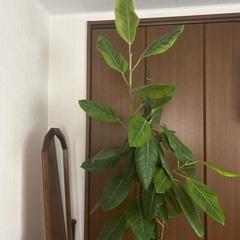 2m超え　フィカス,アルテシーマ　ゴムの木　巨大　インパクト大観葉植物　の画像