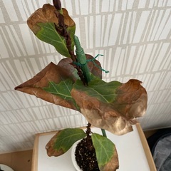 フィカス　ゴムの木の画像
