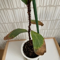 フィカス　ゴムの木の画像